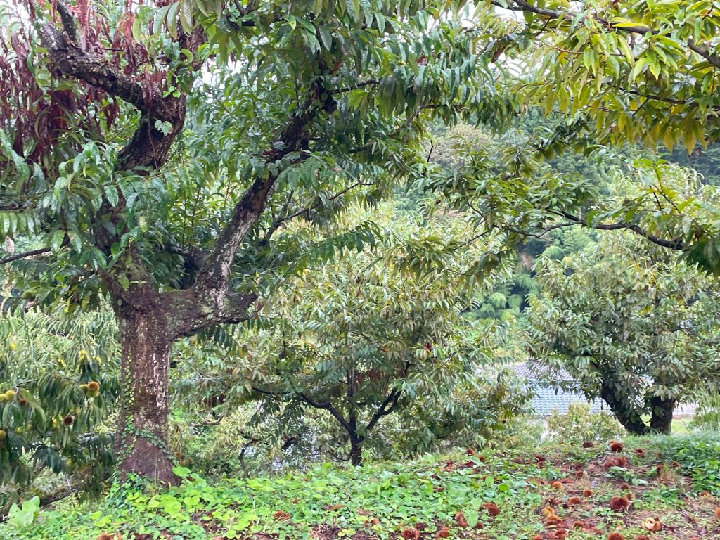 令和５年のライオンズデー